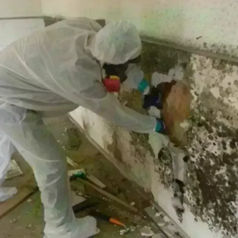 Mold Remediation and Removal in South Congaree, SC